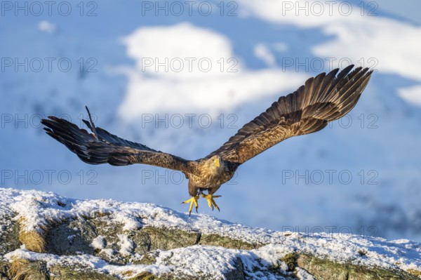 White-tailed eagle (Haliaeetus albicilla), on take-off, Lofoten, Norway, Europe