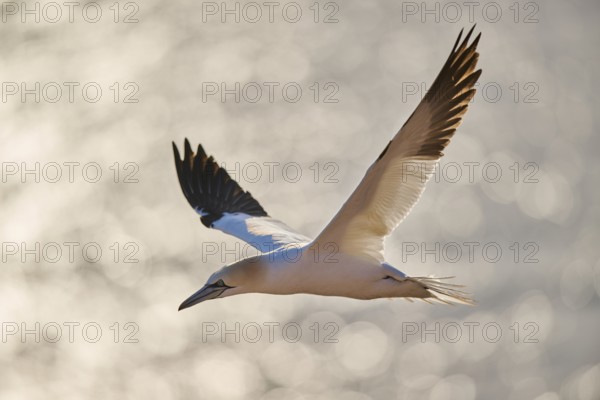 Northern gannet (Morus bassanus) flying over the sea, wildlife, Helgoland, Germany, Europe