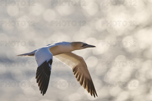 Northern gannet (Morus bassanus) flying over the sea at sunset, wildlife, Helgoland, Germany, Europe