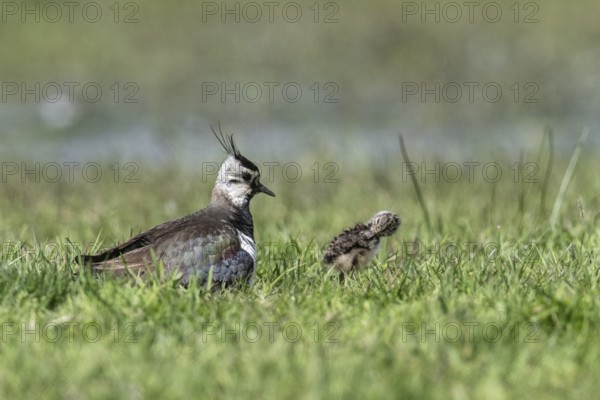 Lapwing (Vanellus vanellus) with young, Lower Saxony, Germany, Europe