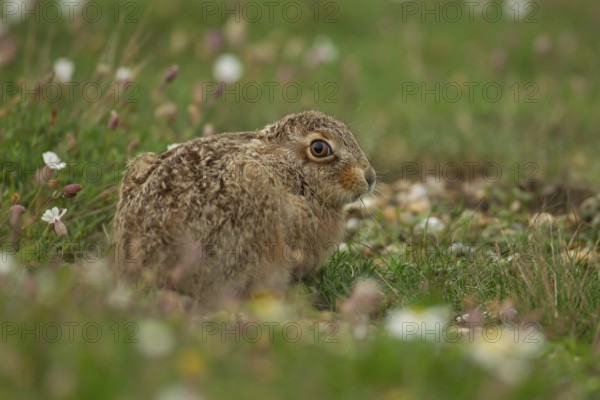 European brown hare (Lepus europaeus) juvenile leveret animal resting amongst flowers in summer, England, United Kingdom, Europe