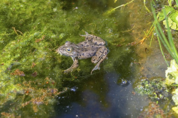 Grass frog (Rana temporaria) in a pond, Erlangen Botanical Garden, Middle Franconia, Bavaria, Germany, Europe