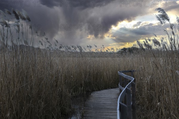 Footbridge into the reed zone of the lake, Brandenburg, Germany, Europe