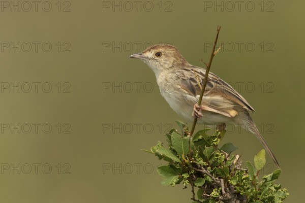 Stout Cisticola (Cisticola robustus), Masai Mara, Kenya, Africa