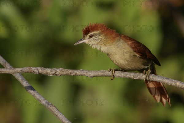 Rusty-backed Spinetail (Cranioleuca vulpina) in the Pantanal region of Brazil