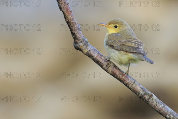Melodious Warbler (Hippolais polyglotta) juvenile perched on a branch, Andalusia, Spain, Europe