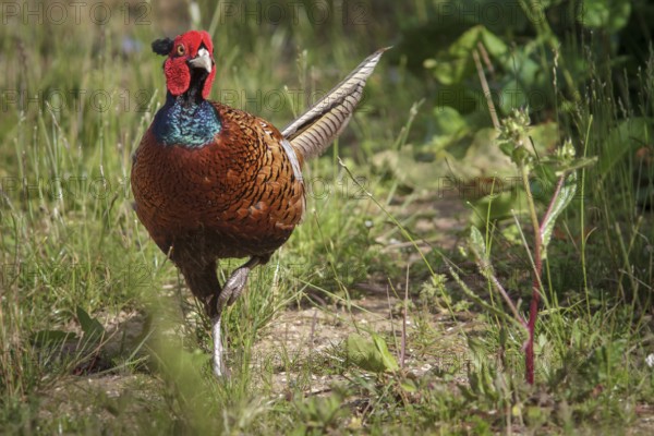Common Pheasant (Phasianus colchicus) adult male, Bempton, United Kingdom, Europe