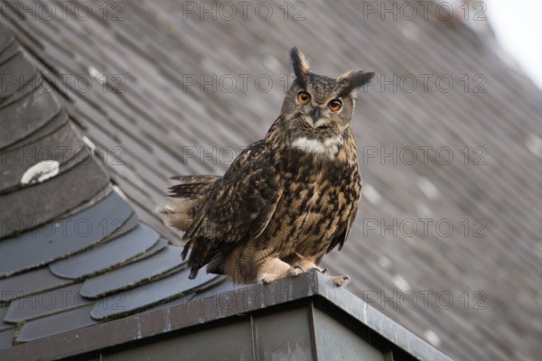 Eurasian Eagle-Owl (Bubo bubo) perched on the roof of a church, North Rhine-Westphalia, Germany, Europe