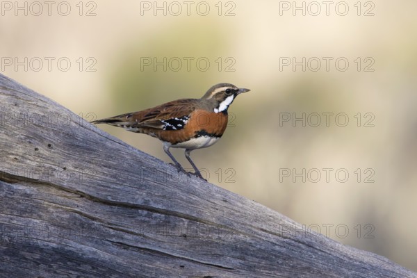 Chestnut-breasted Quail-thrush (Cinclosoma castaneothorax) male, New South Wales, Australia, Oceania