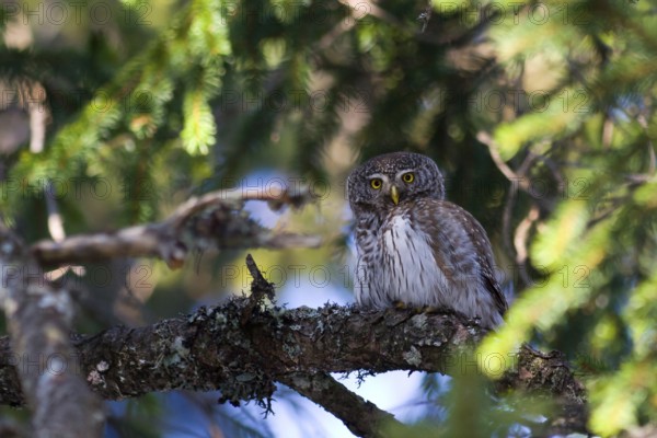 Eurasian Pygmy Owl (Glaucidium passerinum) female, Austria, Europe