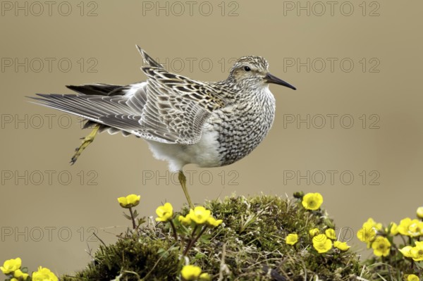 Pectoral Sandpiper (Calidris melanotos), Texas, USA, North America