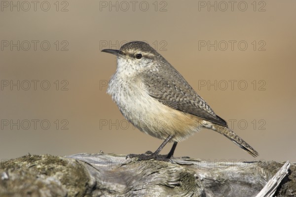 Rock Wren (Salpinctes obsoletus), British Columbia, Canada, North America