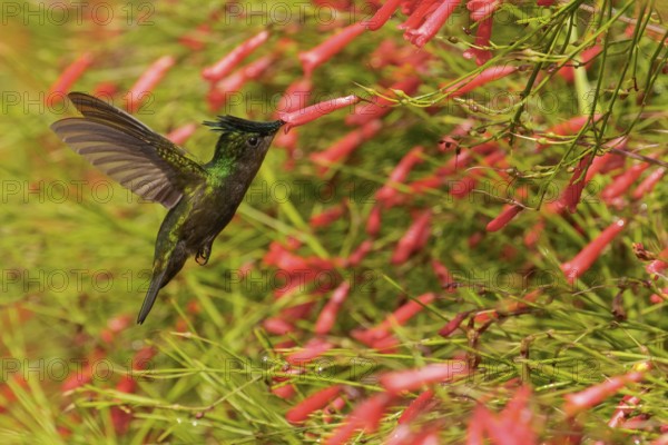 Antillean crested hummingbird (Orthorhyncus cristatus) flying and feeding at a flower on the Caribbean Island of Martinique