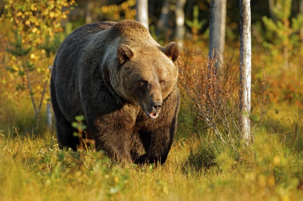 Bear hidden in yellow forest. Autumn trees with bear. Beautiful brown bear walking around lake with fall colours. Dangerous animal in nature wood, meadow habitat. Wildlife habitat from Finland