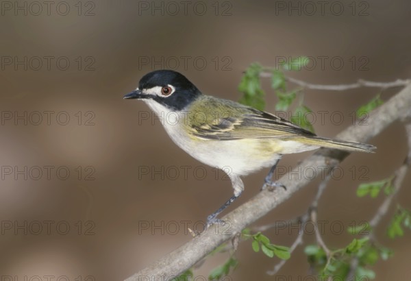 Black-capped Vireo (Vireo atricapilla), Texas, USA, North America