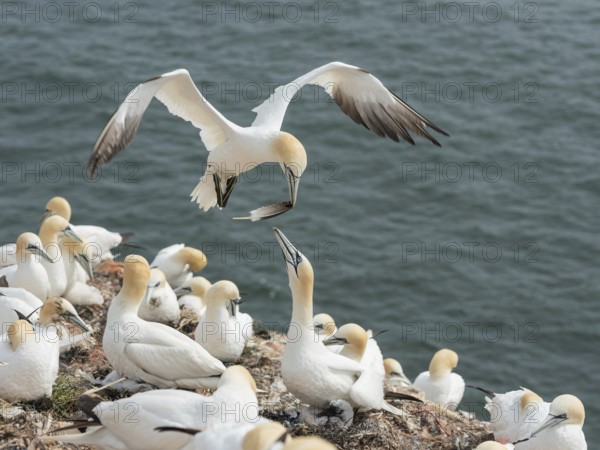 Northern Gannet (Morus bassanus) colony, Schleswig-Holstein, Germany, Europe