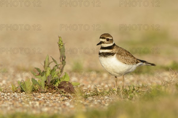 Killdeer (Charadrius vociferus) male, Texas, USA, North America