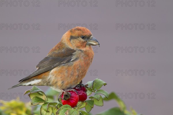 Common Crossbill - Fichtenkreuzschnabel - Loxia curvirostra ssp. curvirostra, Germany, adult male, Type C 'Glip Crossbill', Europe
