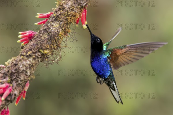 Velvet-purple Coronet (Boissonneaua jardini) flying while feeding at a flower in Colombia, South America