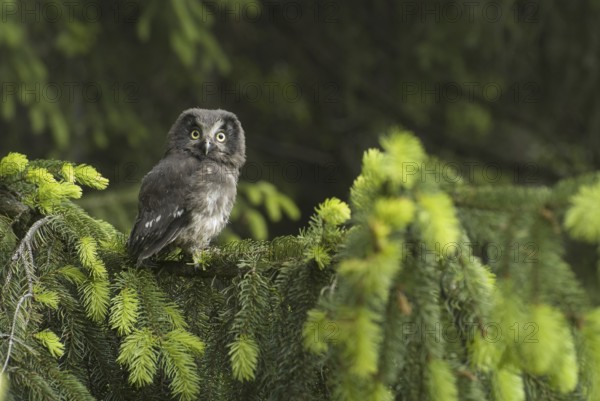 Boreal Owl (Aegolius funereus), Saxony, Germany, Europe