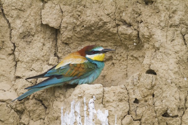 European Bee-eater (Merops apiaster), Hungary, Europe