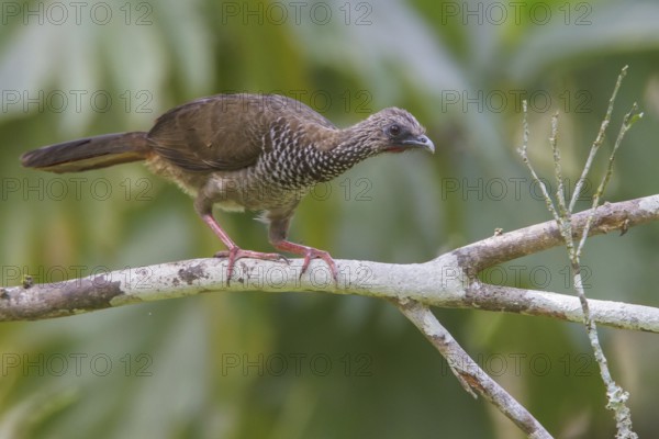 Speckled Chachalaca (Ortalis guttata) perched on a branch in Manu National Park, Peru, South America