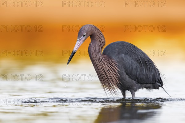 Rötelreiher (Egretta rufescens) Fam. Reiher (Ardeidae)
