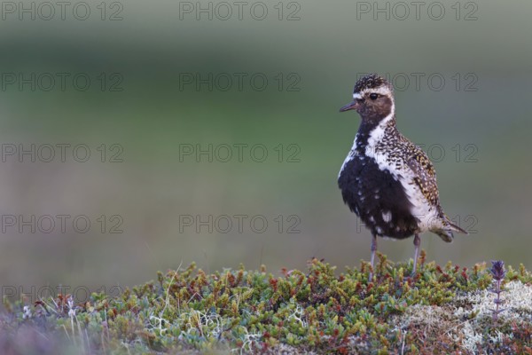 European Golden Plover (Pluvialis apricaria), Iceland, Europe