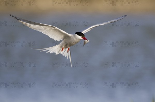 Common Tern (Sterna hirundo) flying, Texel, Netherlands
