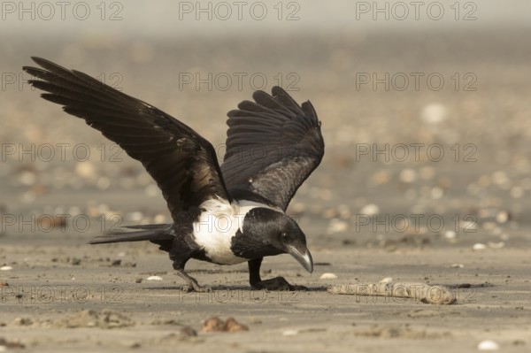 Pied Crow (Corvus albus) with snake eel, Gambia, Africa