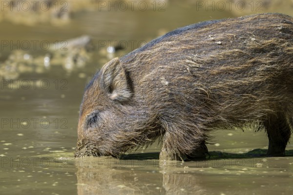 Wild boar (Sus scrofa) squeaker foraging in the mud of puddle in forest in spring