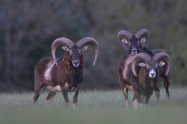European mouflon (Ovis gmelini musimon, Syn.: Ovis orientalis musimon, Ovis aries musimon), Gerolstein, Eifel, Rhineland-Palatinate, Germany, Europe