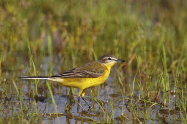 Western Yellow Wagtail (Motacilla flava), Greece, Europe