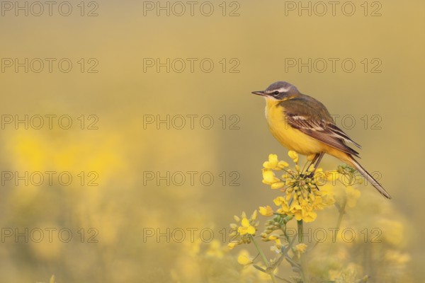 Western Yellow Wagtail (Motacilla flava) male, Rhineland-Palatinate, Germany, Europe