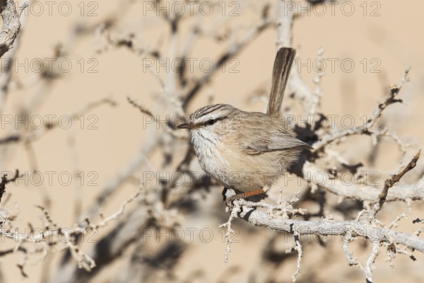 Streaked Scrub Warbler (Scotocerca inquieta), Eilat, Israel, Asia