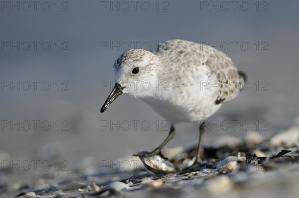 Sanderling (Calidris alba), Sanderling, Altvogel im Schlichtkleid, am Strand der Ostsee, auf Nahrungssuche am Spuelsaum, Oktober, Prerow, Nationalpark Vorpommersche Boddenlandschaft, Mecklenburg-Vorpommern, Ostsee, Deutschland