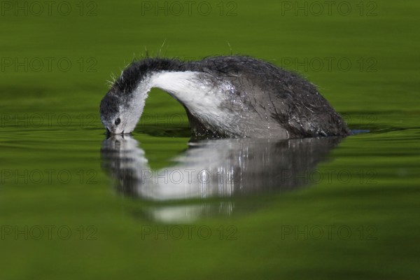 Eurasian Coot (Fulica atra) juvenile, Berlin, Germany, Europe
