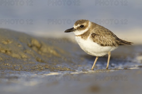 Wilson's Plover (Charadrius wilsonia), Florida, USA, North America