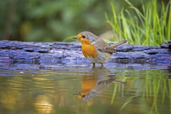 European Robin (Erithacus rubecula) at a waterhole, Saxony-Anhalt, Germany, Europe