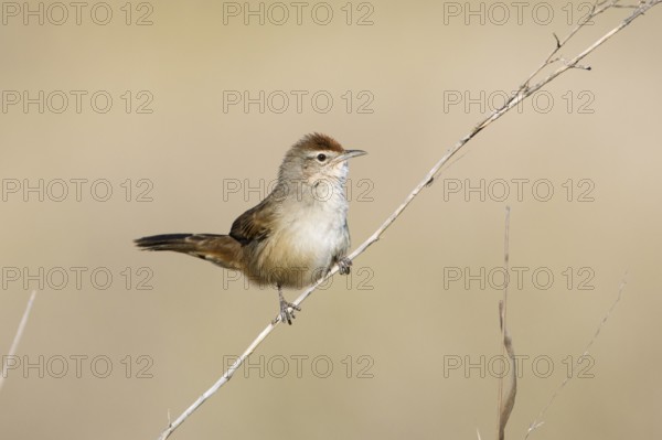 Spinifexbird (Megalurus carteri) perched on a twig, Northern Territory, Australia, Oceania