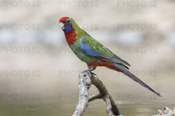 Crimson Rosella (Platycercus elegans) juvenile perched on a branch, Victoria, Australia, Oceania