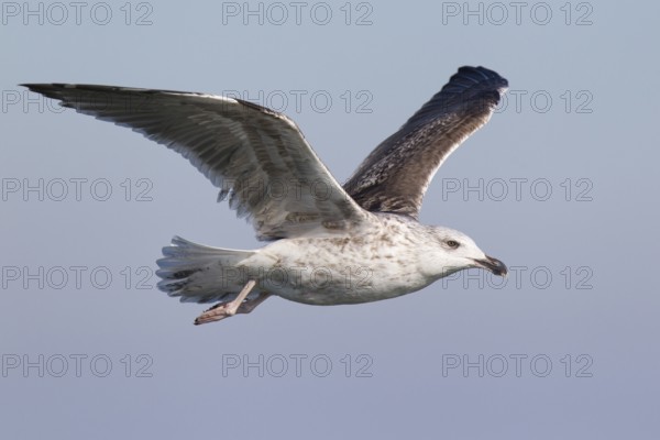 Great Black-backed Gull (Larus marinus) juvenile flying, North Sea, Germany, Europe