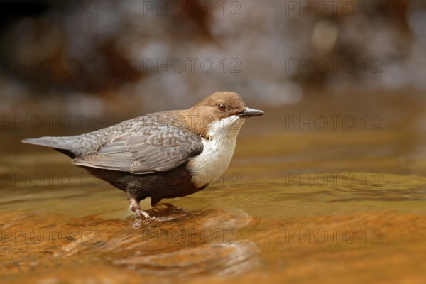 White-throated Dipper, Cinclus cinclus, brown bird with white throat in the river, waterfall in the background, animal behavior in the nature habitat, with food in the bill, nesting time, wildlife Germany