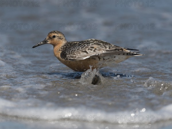 Red Knot (Calidris canutus), Schleswig-Holstein, Germany, Europe