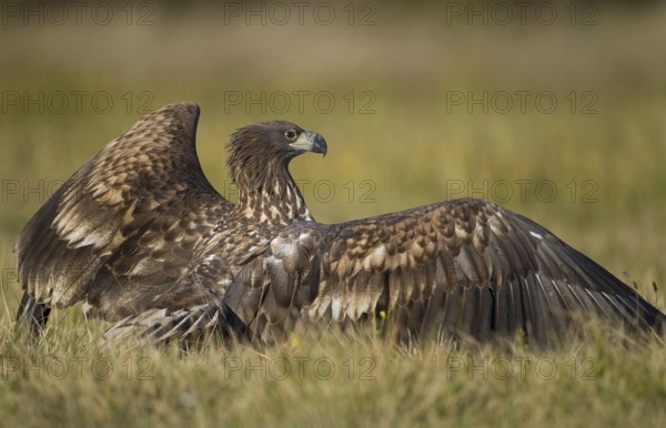 White-tailed Eagle (Haliaeetus albicilla) juvenile, Poland, Europe