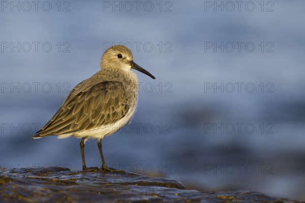 Dunlin (Calidris alpina), Asturias, Spain, Europe