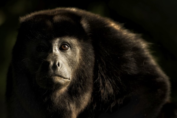 I absolutely love sidelight but in a rainforest it has to be just right. When I saw this howler monkey in a tree at the Selva Verde Lodge in Costa Rica's northern lowlands, I couldn't believe my luck. The late afternoon light streaming through the forest was absolutely perfect, illuminating one side of the monkey's face and creating rimlight on the monkey's fur in such a way that the viewer's eye is drawn around the frame is a very close approximation of the golden spiral, one of Da Vinci's favorite compositional arrangements