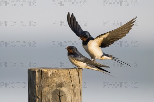 Two barn swallows (Hirundo rustica) on a wooden pole, one with raised wings, mating, Hesse, Germany, Europe