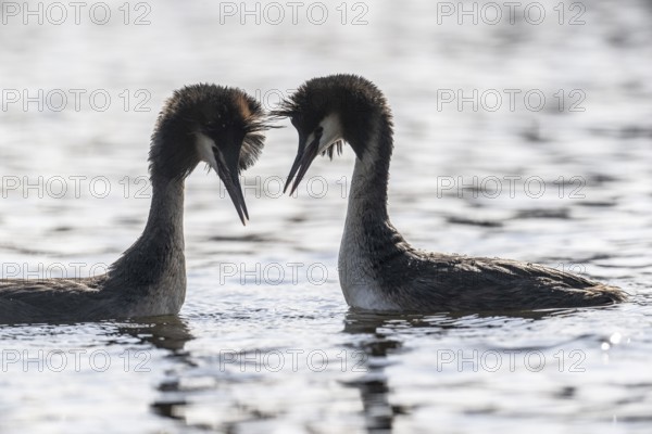 Great Crested Grebe (Podoceps cristatus), Emsland, Lower Saxony, Germany, Europe