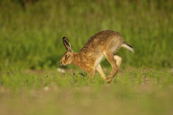 European brown hare (Lepus europaeus) adult animal running in a farmland maize field in summer, England, United Kingdom, Europe